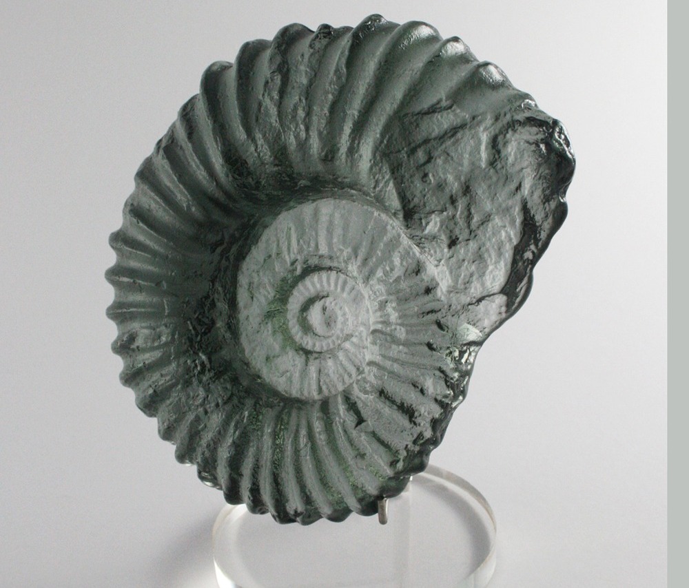 Grey Ammonite